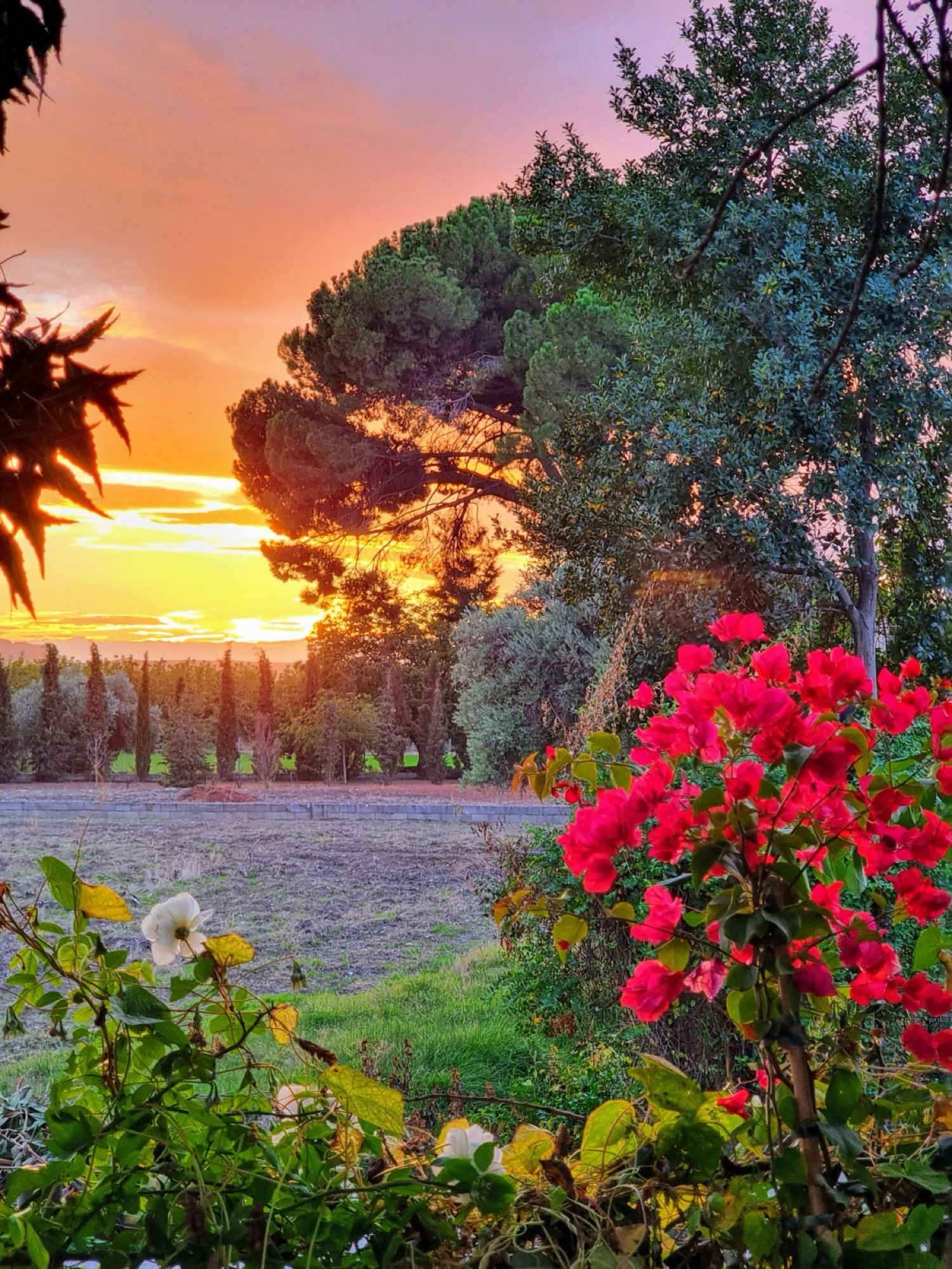 Atardecer en el entorno del cortijo, con buganvilla y cipreses